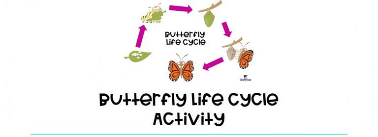 butterfly life cycle