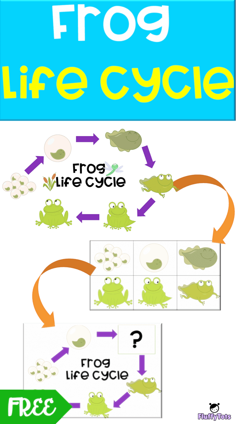 Frog Life Cycle Activity : FREE 6 Sequence Activity for Toddlers and ...